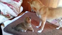 A cute baby Shiba Inu with a great attack power：【悶絶注意！】届かないぱんちの攻撃力がすごい、かわいすぎる赤ちゃん柴犬。A roly‐poly Shiba Inu puppy, punches don't reach.