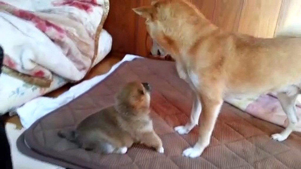 A cute baby Shiba Inu with a great attack power：【悶絶注意！】届かないぱんちの攻撃力がすごい、かわいすぎる赤ちゃん柴犬。A roly‐poly Shiba Inu puppy, punches don't reach.