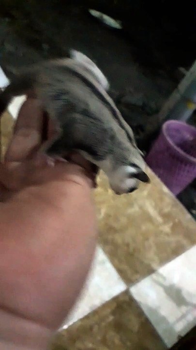 Sugar Glider