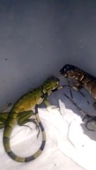 Newly hatched baby iguana