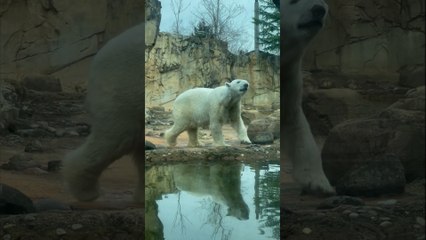 Polar Bear Appears to be Dancing