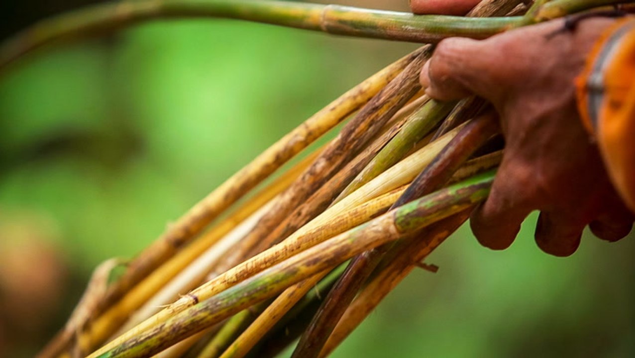 Rattan is a staple in wicker furniture. Here's why it can cost hundreds, even thousands, of dollars.