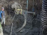 Woolly mammoth unearthed in Michigan field