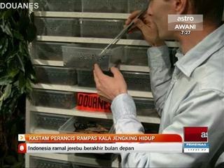 Kastam Perancis rampas kala jengking hidup