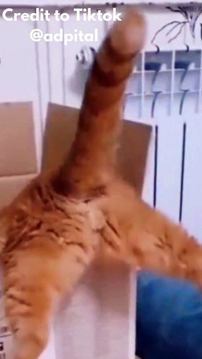 funny cat compilation 2022