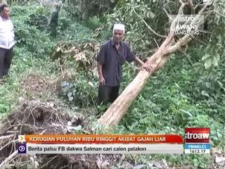 Kerugian puluhan ribu ringgit akibat gajah liar