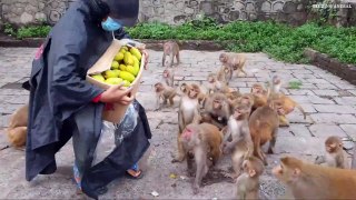 Monkey happy with mango fruits _ monkey eating mango fruits _ feeding mango to t_Full-HD