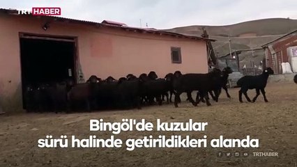 Baharın müjdecisi kuzular anneleriyle buluştu
