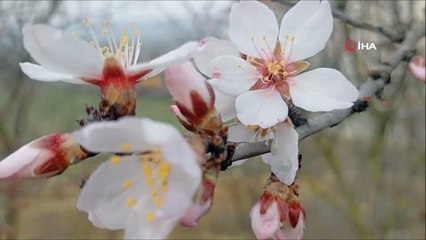 Edirne'de badem ağaçları çiçek açtı