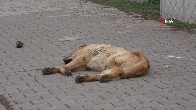 Uzman psikolog Soysal: Çocuklara hayvanların yırtıcı ve vahşi yönlerini değil, sevgi yönlerini vurgulayarak anlatmalıyız