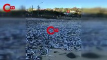 Şili'de halkı tedirgin eden görüntü! Binlerce ölü balık sahile vurdu