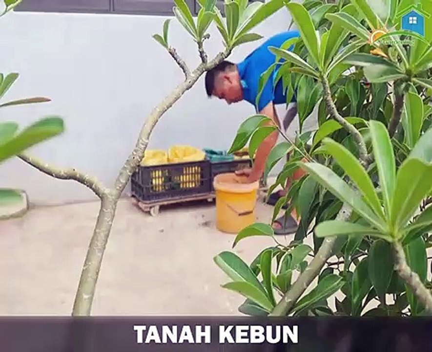 cultivation develops beans so that they bear a lot