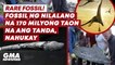 Fossil ng nilalang na 170 milyong taon na ang tanda, nahukay | GMA News Feed
