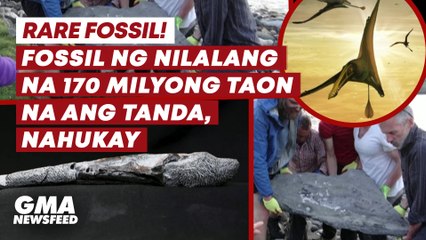Fossil ng nilalang na 170 milyong taon na ang tanda, nahukay | GMA News Feed