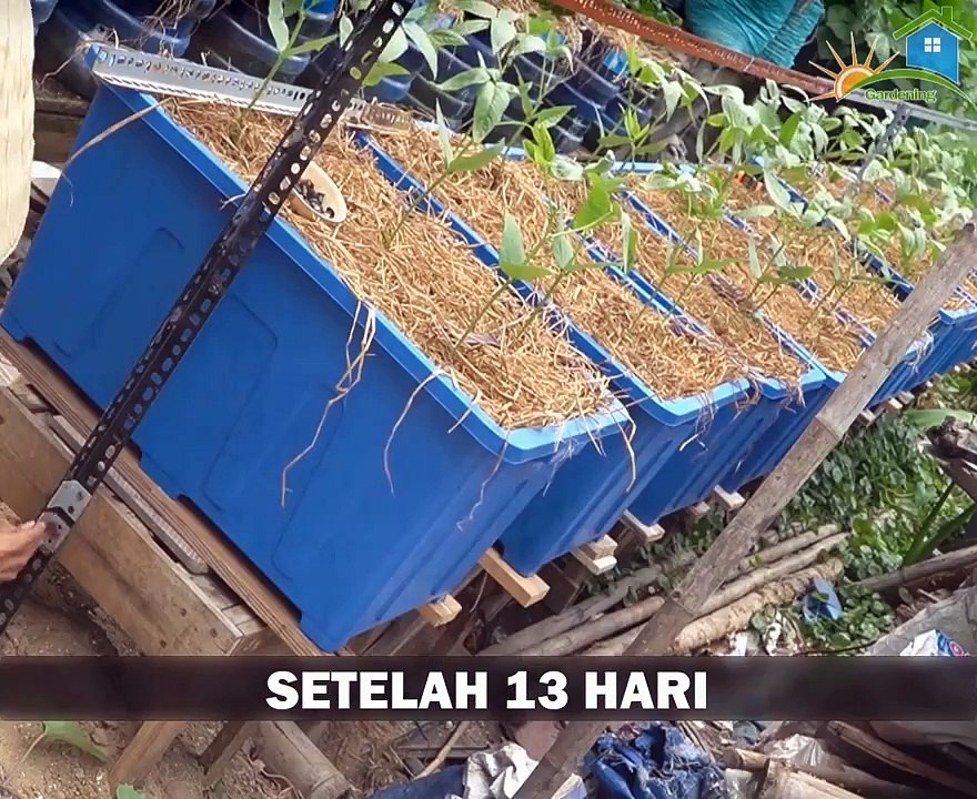 how to grow long beans in the yard