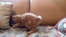 Little Kitten Playing His Toy Mouse. Funs Cat
