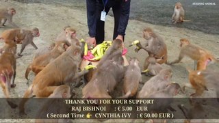 Feeding bananas to hungry monkeys during the rainy season _ monkey love banana __Full-HD