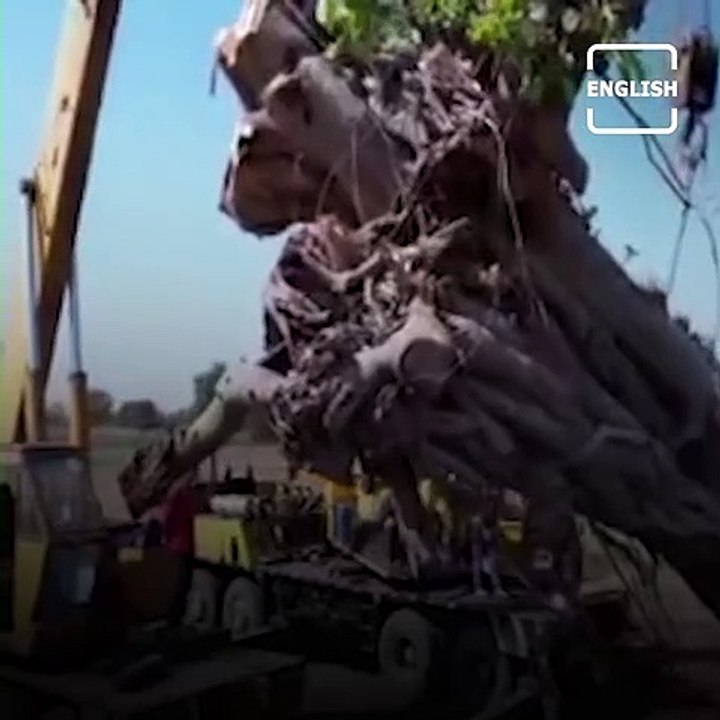 70-YO Banyan Tree Saved By Environmental Activists
