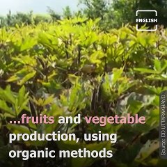 The Story Of An Organic Farmer Who Received The Padma Shri