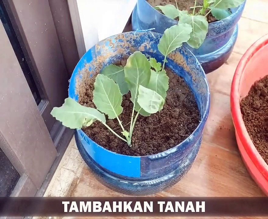 how to grow rabi cabbage vegetables