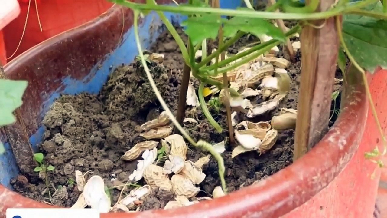 how to plant peanuts in sack