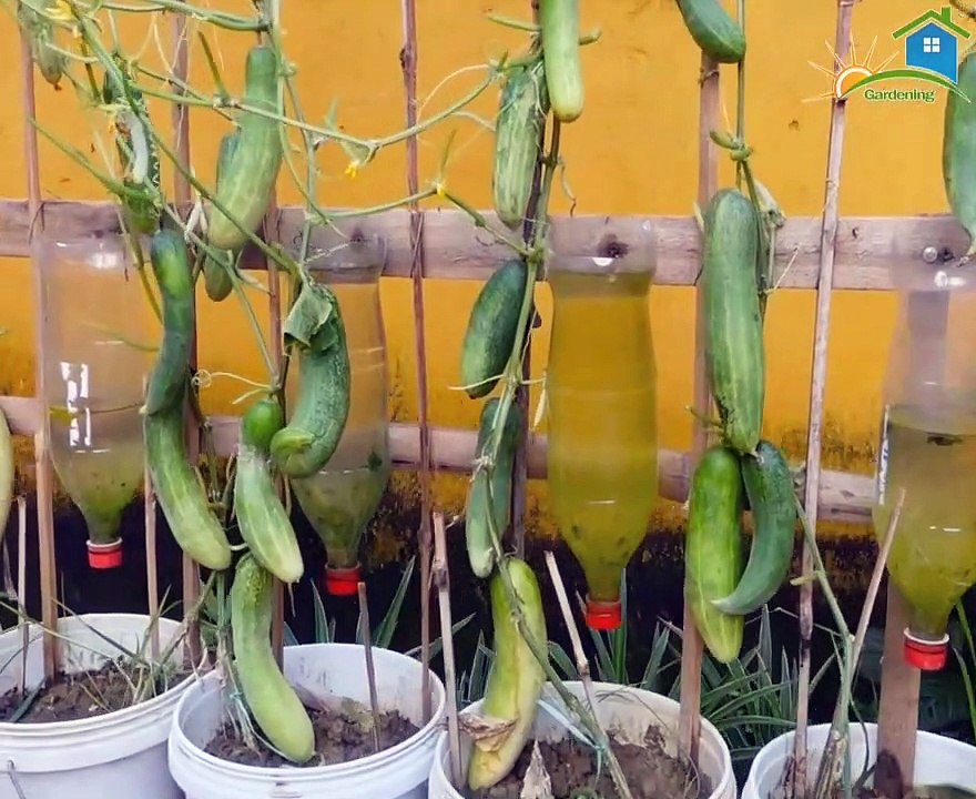 Cucumber cultivation in the yard