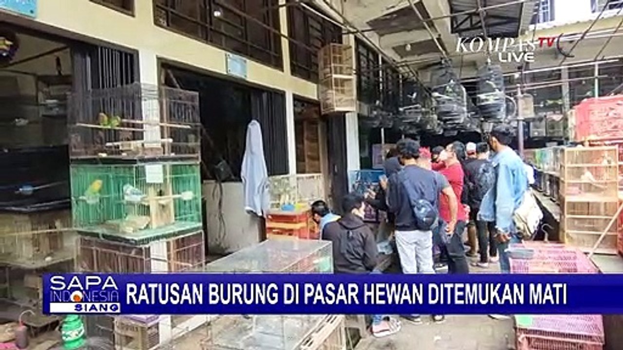 Misteri Matinya Ratusan Burung di Pasar Burung Depok Solo, Ada Apa?