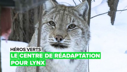 Héros verts : sauver le lynx