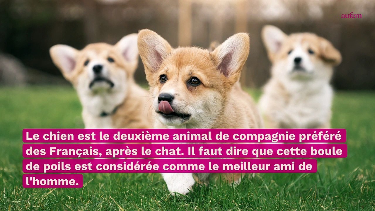 Rêver de chien : quelles sont les significations possibles ?