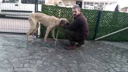 Bitkin halde bulunan sokak köpeği korumaya alındı