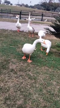 Geese Sounds By Kingdom of Awais