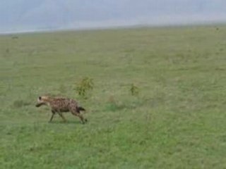 hyene dans le cratére N'gorongoro