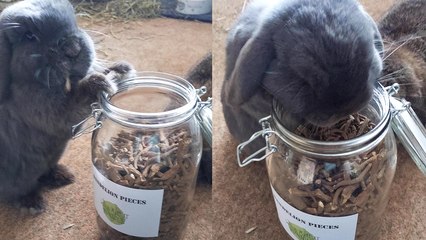 'Cute bunny treats himself with tasty dandelion root '