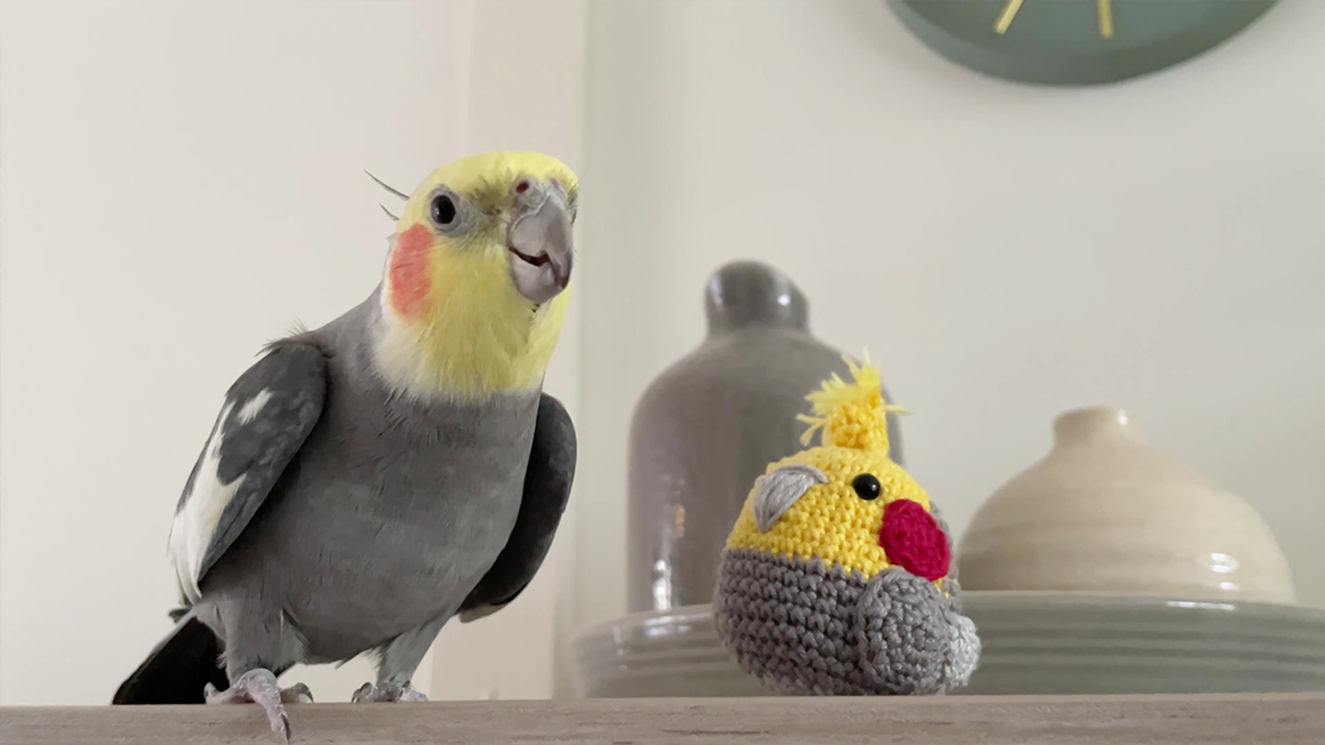 ⁣'Melodious cockatiel sings for his crocheted twin buddy *PEAK CUTENESS*'