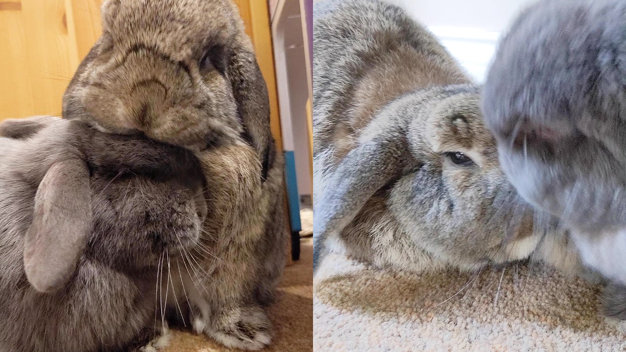 ''Lovebuns all day!' Cute house bunnies can't s...
