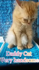 Daddy Cat Licking hisself
