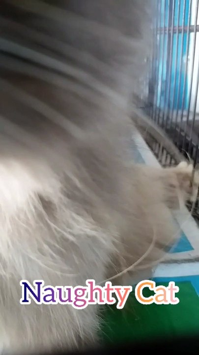 Naughty Cat