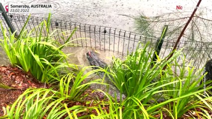 بدون تعليق: القبض على تمساح ضخم هرب من محمية في أستراليا