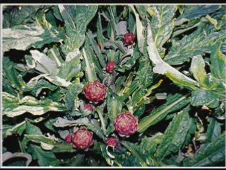 Carciofi 01