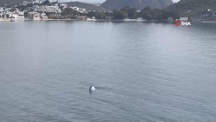 Bodrum'da yunus sürprizi