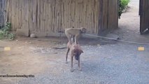 animals fight funny video , funny fight between two animals, follow me for more interesting video