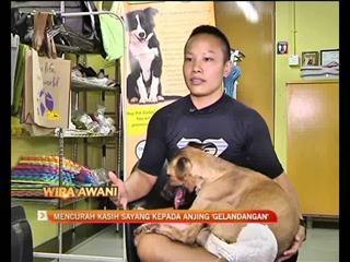 Wira AWANI: Mencurah kasih sayang kepada 'anjing gelandangan’