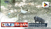 Dep't of Agriculture, nakapagtala ng kaso ng Avian Influenza sa Bulacan at Pampanga; Culling at proper disposal ng mga apektadong itik at pugo, agad isinagawa