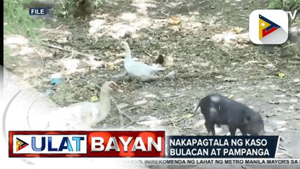 Dep't of Agriculture, nakapagtala ng kaso ng Avian Influenza sa Bulacan at Pampanga; Culling at proper disposal ng mga apektadong itik at pugo, agad isinagawa