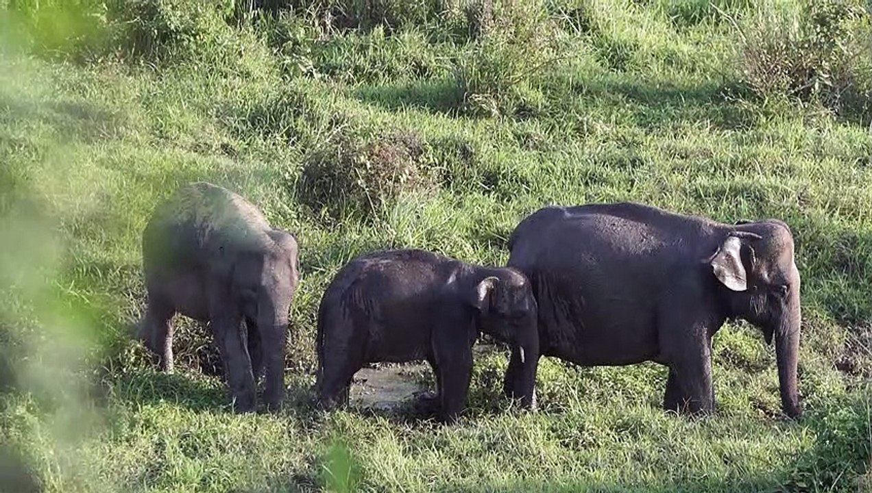Kawanan gajah liar