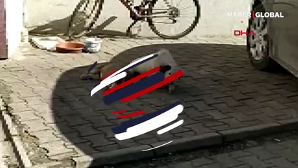 Düzce'de yavrusu çalınan bir köpek yemeden içmeden kesildi