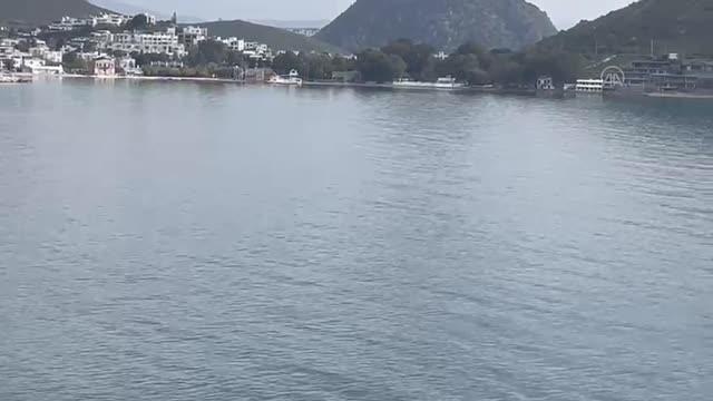 Bodrum'da koyda sürü halinde dolaşan yunuslar vatandaşlarca görüntülendi