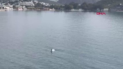 Son dakika haberleri: BODRUM'DA YUNUSLARIN GÖRSEL ŞÖLENİ CEP TELEFONUYLA GÖRÜNTÜLENDİ