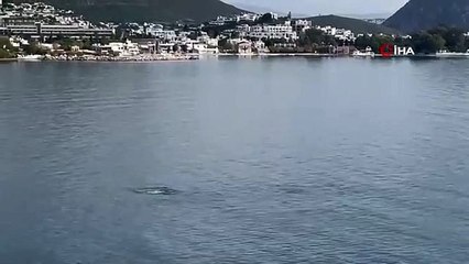 Bodrum'da yunus sürüsü görüntülendi