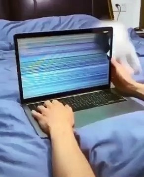 Cat is also confused || pet lover